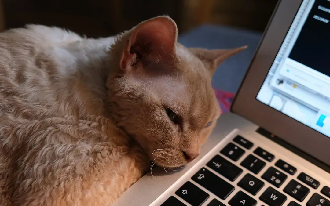 #2 Sitting directly on your keyboard or paperwork (Image Credits: Unsplash)