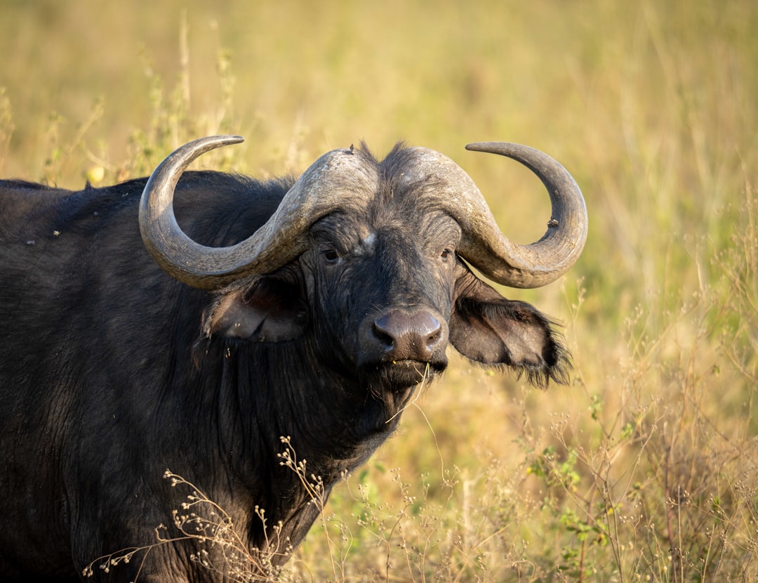 Cape Buffalo: The Unpredictable Bruiser (Image Credits: Unsplash)