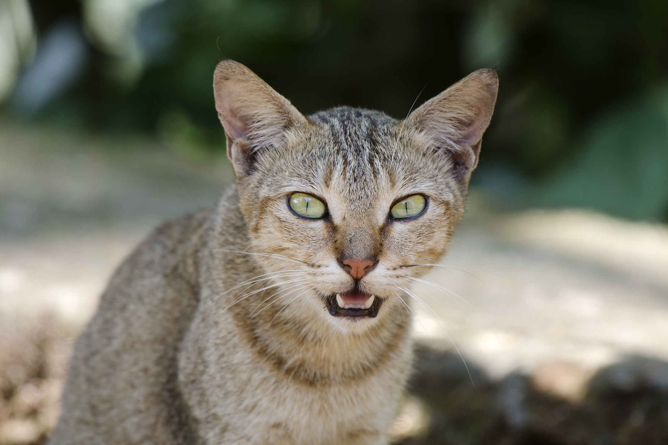 Chirping and Chattering: The Hunter's Language (Image Credits: Wikimedia)