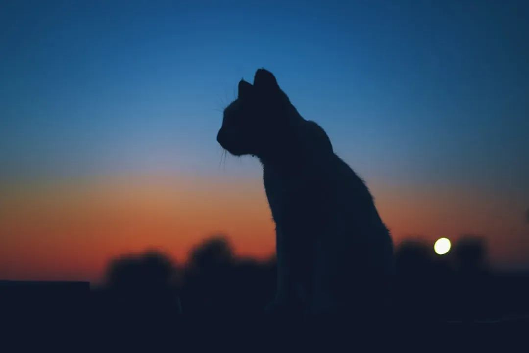 Cats Are Nocturnal Creatures (Image Credits: Unsplash)