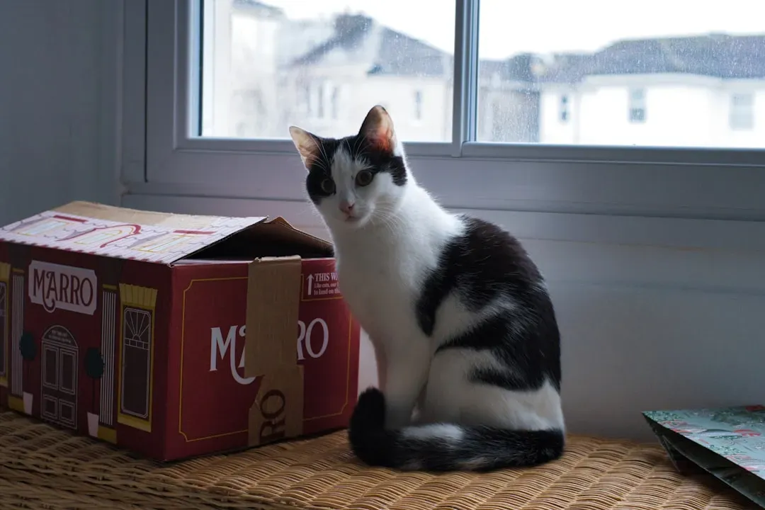 Curiosity and the Novelty Effect of a New Box (Image Credits: Unsplash)