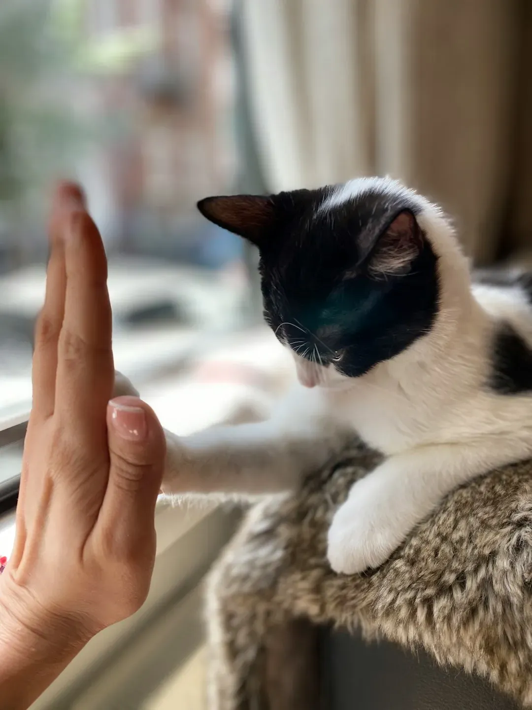 3. High Five - The Ultimate Party Trick (Image Credits: Unsplash)