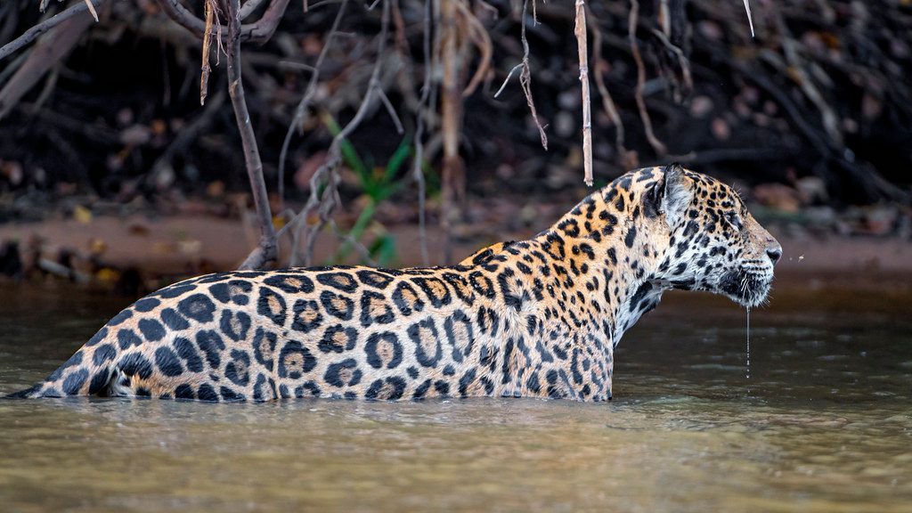 Swimming Hunters Of Rivers And Wetlands (Image Credits: Flickr)