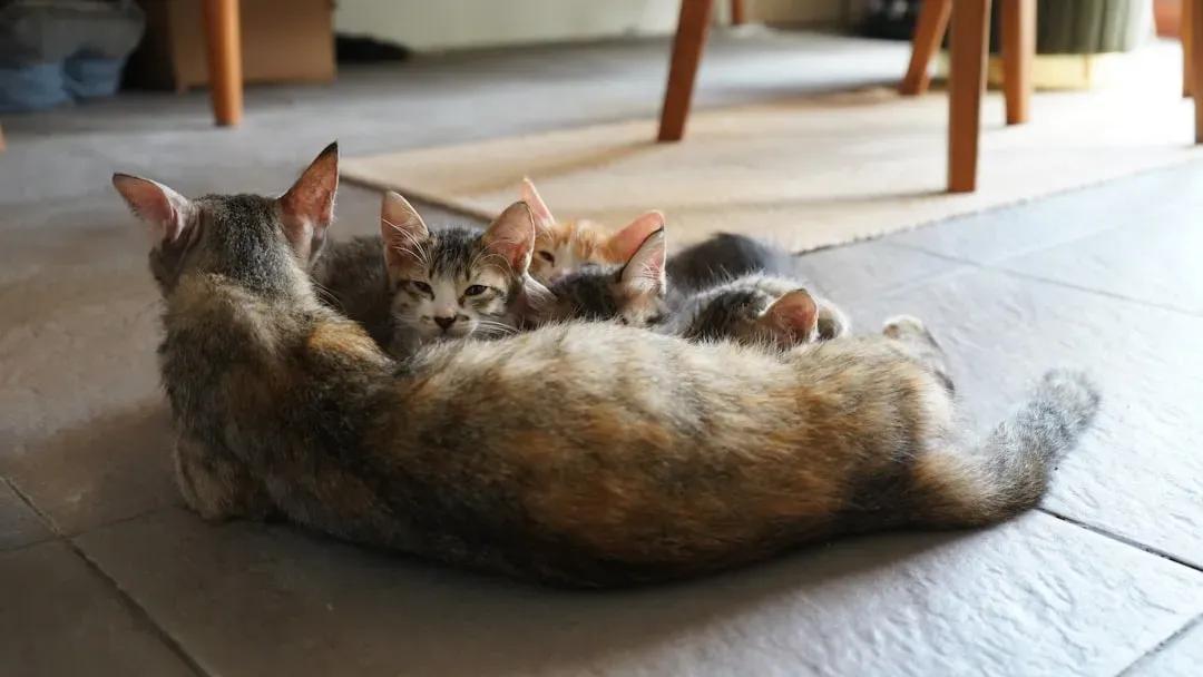 The Kittenhood Connection That Never Fades (Image Credits: Unsplash)