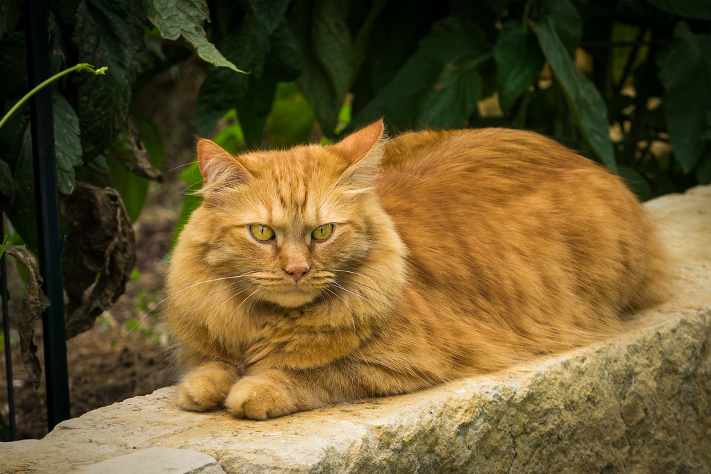 Maine Coon: The Gentle Giant (Image Credits: Flickr)