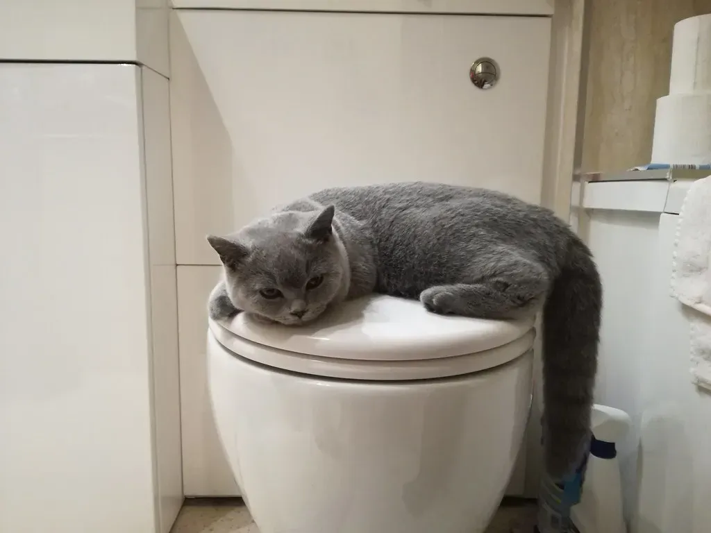 5. They're Curious About Your Routine (Image Credits: Flickr)