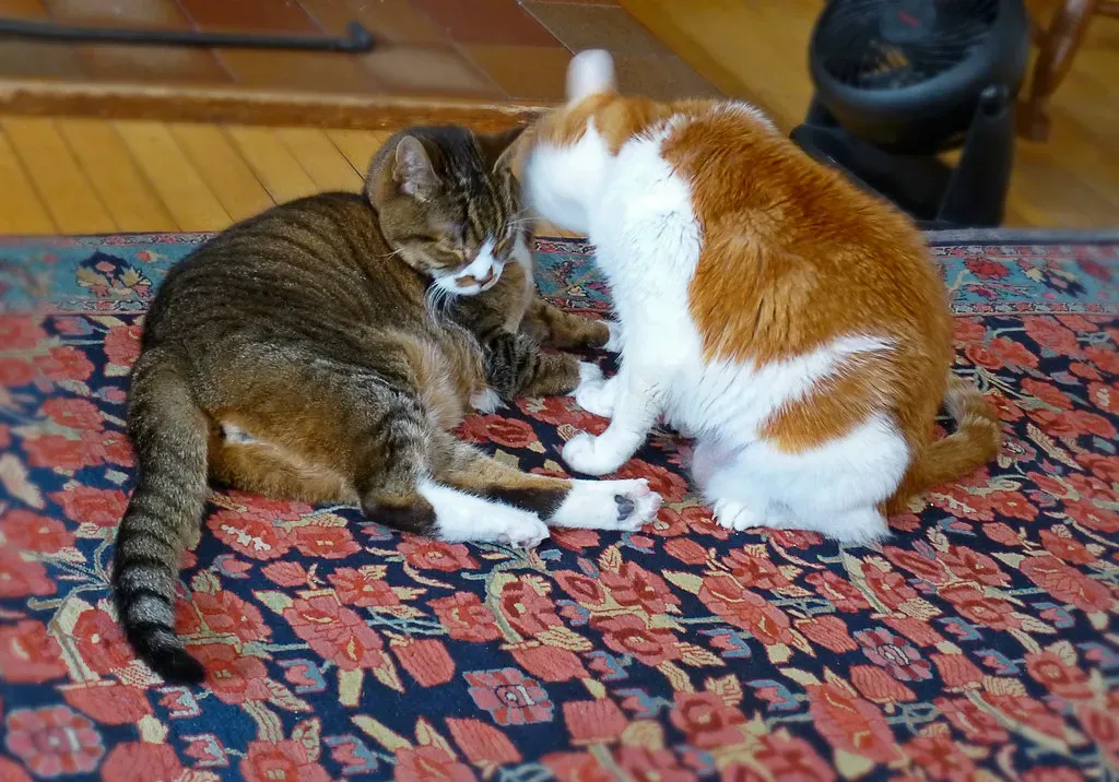 The Social Language of Mutual Grooming (Image Credits: Flickr)