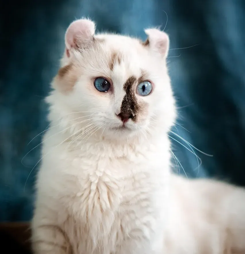 #15 - American Curl (Image Credits: Pixabay)