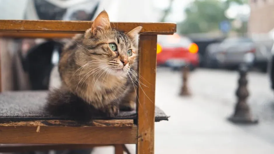 #6 Redirecting attention to a neutral object (Image Credits: Pexels)