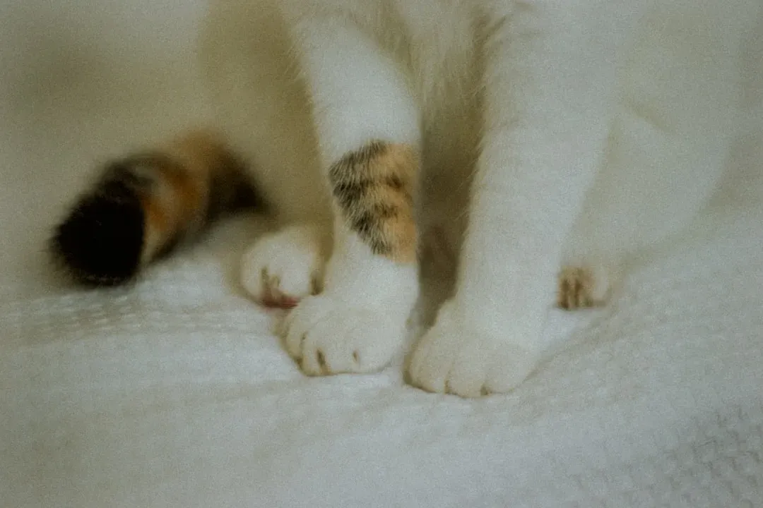 Physical Touch and Paw Communication (Image Credits: Unsplash)