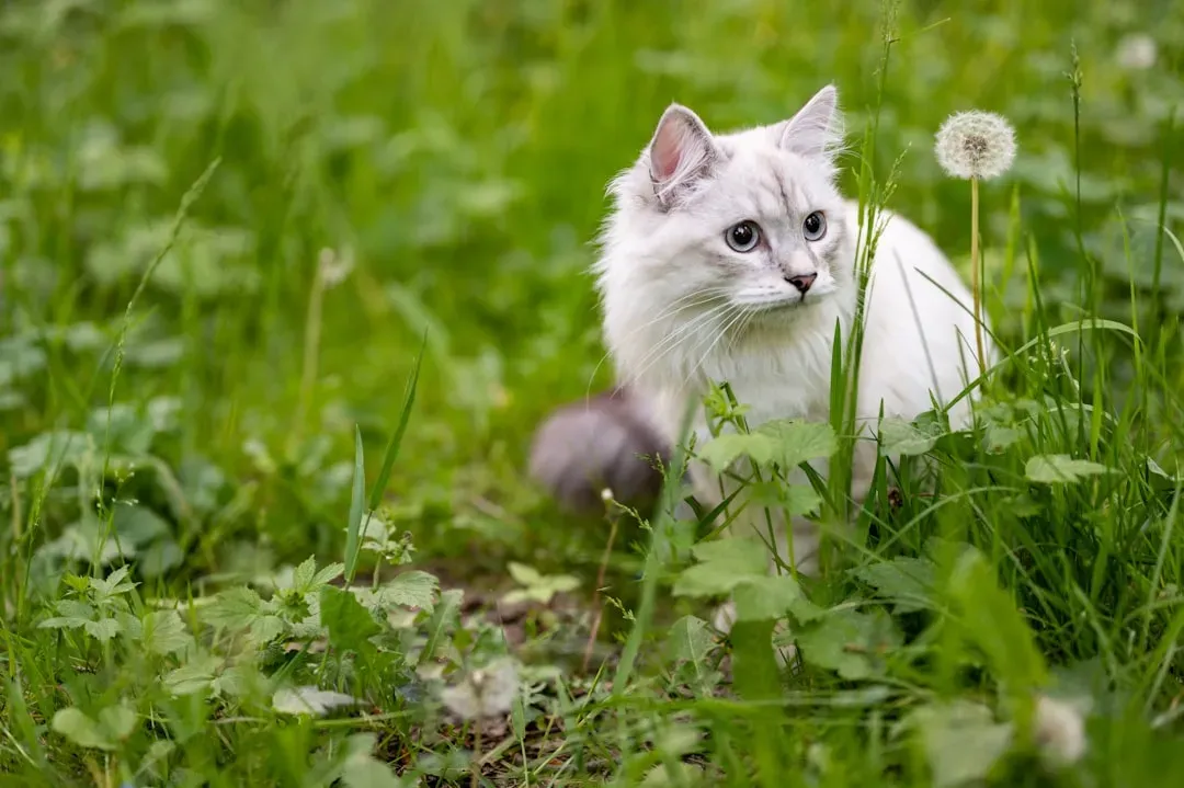 How Your Cat Gets Exposed to Ticks (Image Credits: Unsplash)
