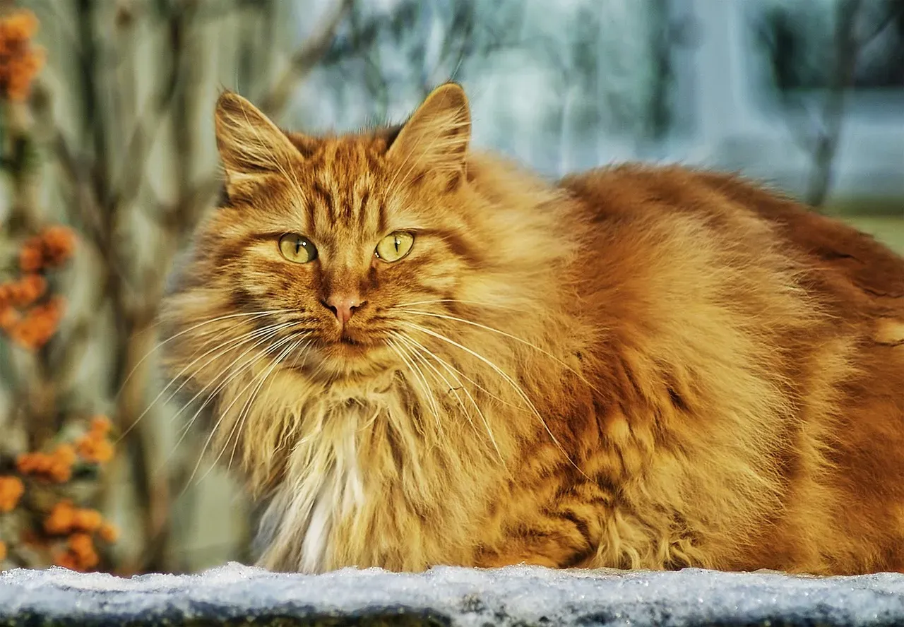 4. Norwegian Forest Cat: The Rugged Outdoor Enthusiast (Image Credits: Pixabay)