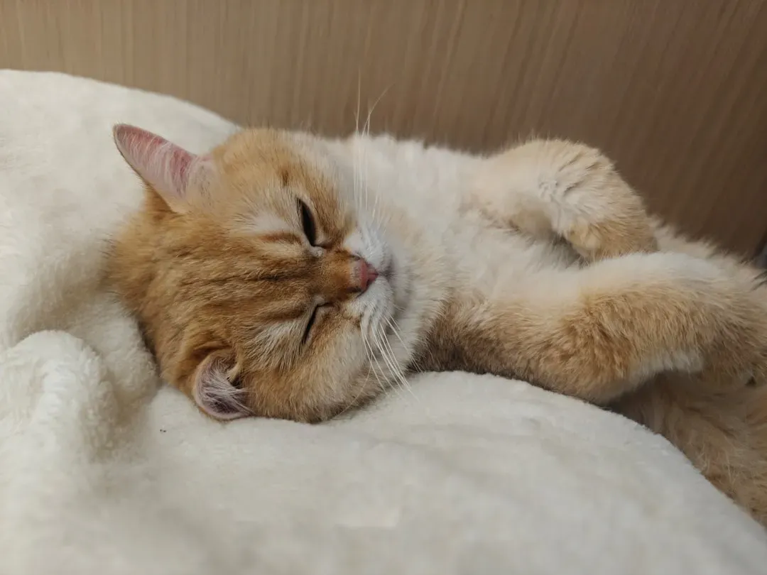 1. Your Cat Sleeps in Vulnerable, Wide-Open Positions (Image Credits: Unsplash)