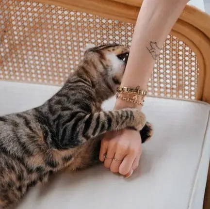 How To Respond When Your Cat Licks You (And When To Set Boundaries) (Image Credits: Pexels)