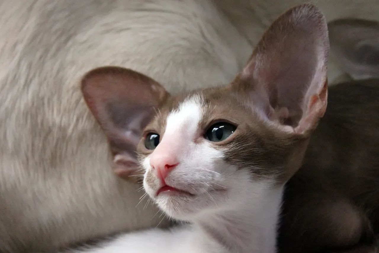 2. Oriental Shorthair: The Operatic Extrovert (Image Credits: Pixabay)