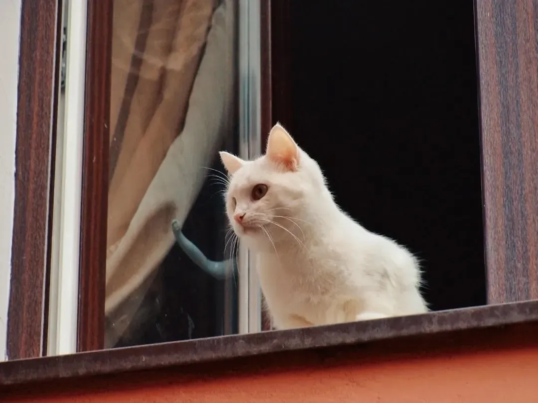 Conclusion: Embrace the Chaos, Understand the Purpose (Image Credits: Unsplash)