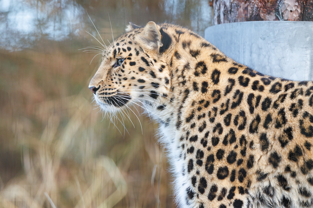 The Amur Leopard: The Ghost of the Far East (Image Credits: Flickr)