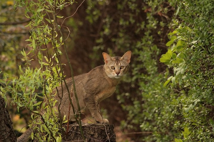 Chausie: The Jungle Royalty With Wild Roots (Image Credits: Wikimedia)