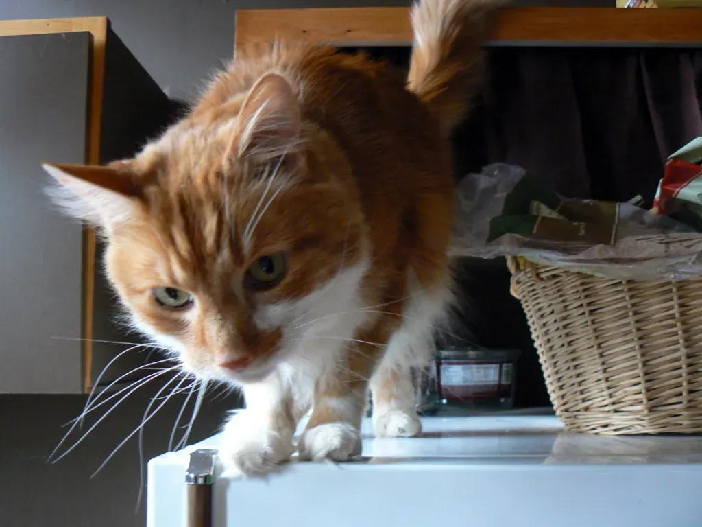 8. On Top of the Refrigerator - High Command Headquarters (Benimoto, Flickr, CC BY 2.0)