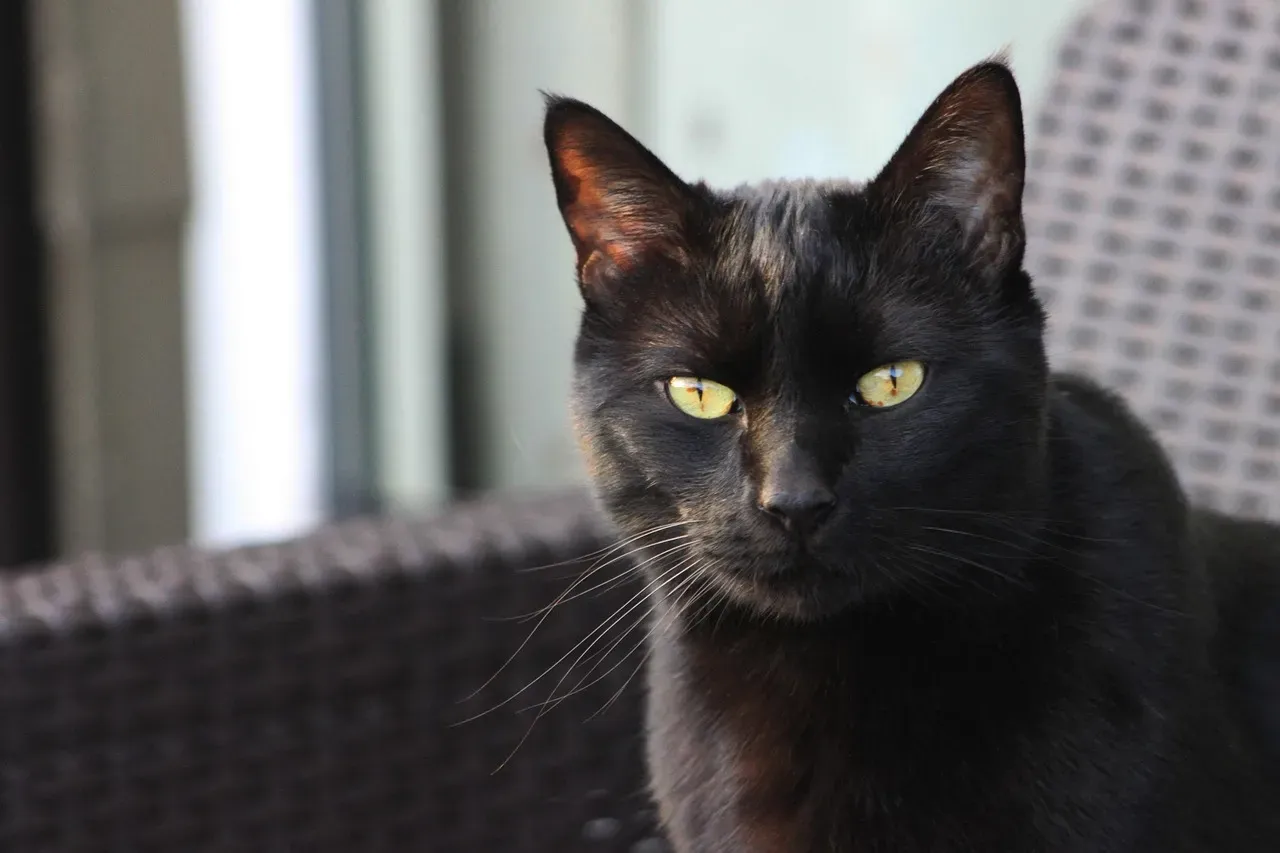 Routine Is Everything to Your Feline (Image Credits: Pixabay)