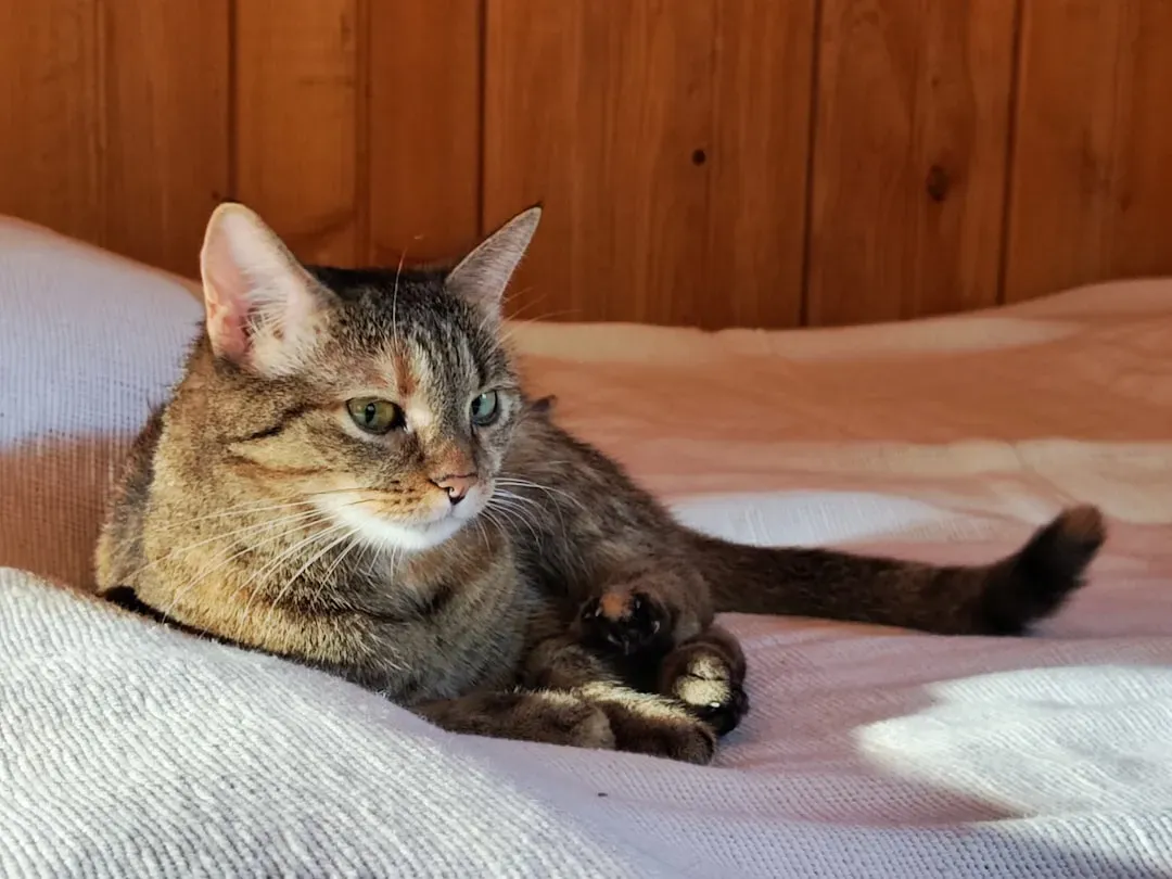 Conclusion: Understanding Feline Logic (Image Credits: Unsplash)