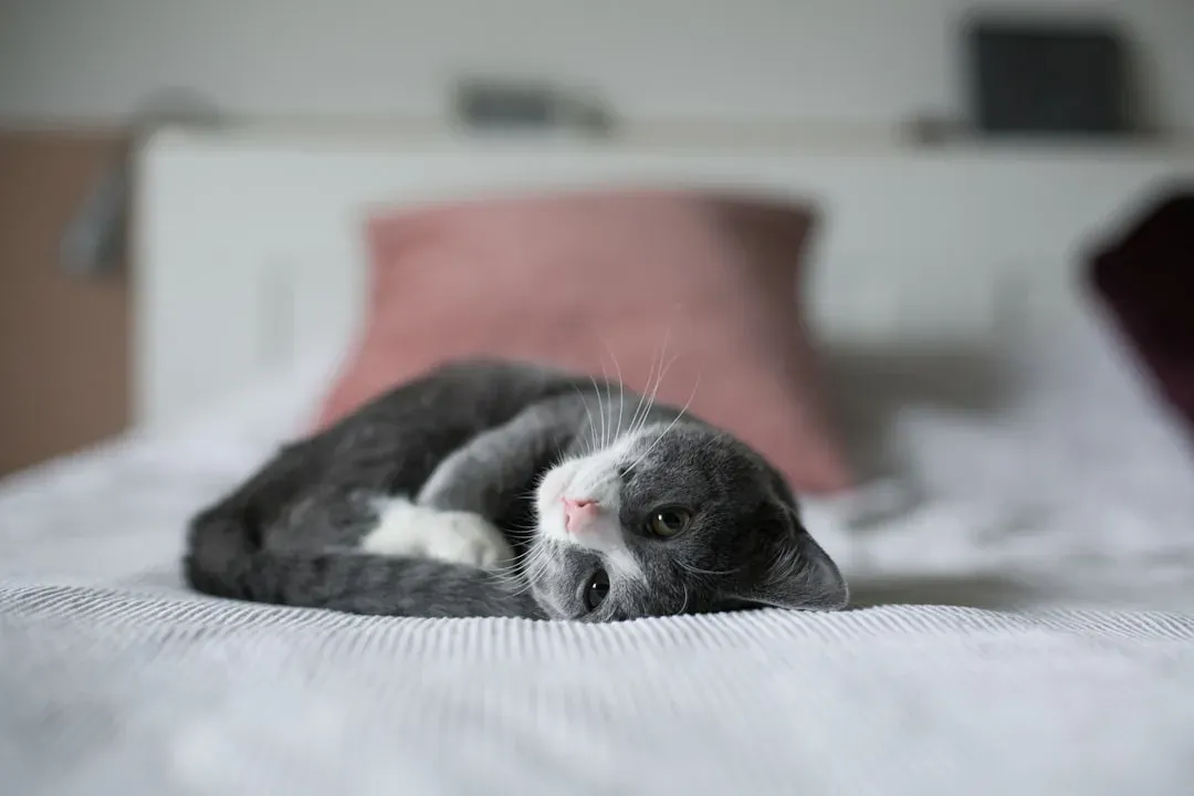 #6 - Your Heartbeat Is Basically a Lullaby (Image Credits: Unsplash)