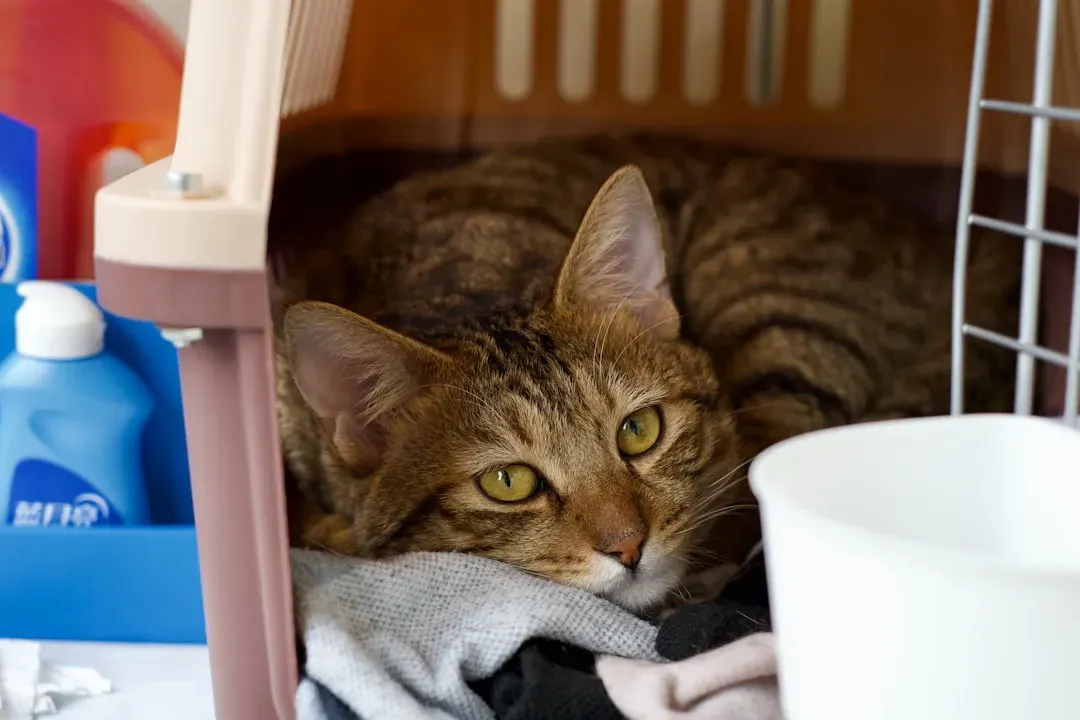 13. That Time You Took Them to the Vet (They Have NOT Forgotten) (Image Credits: Unsplash)