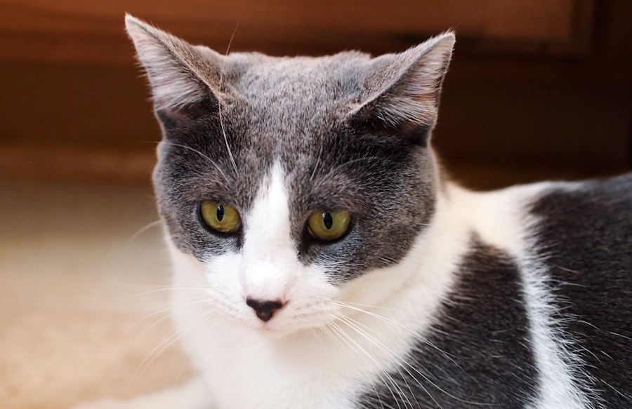 The Phantom Stare: When Cats See the Invisible (Image Credits: Wikimedia)