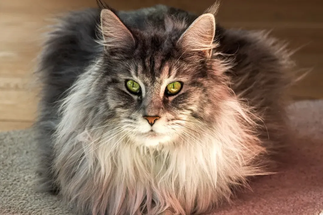 12. The World's Longest Cat Whiskers Belong to a Record-Breaking Maine Coon (Image Credits: Unsplash)