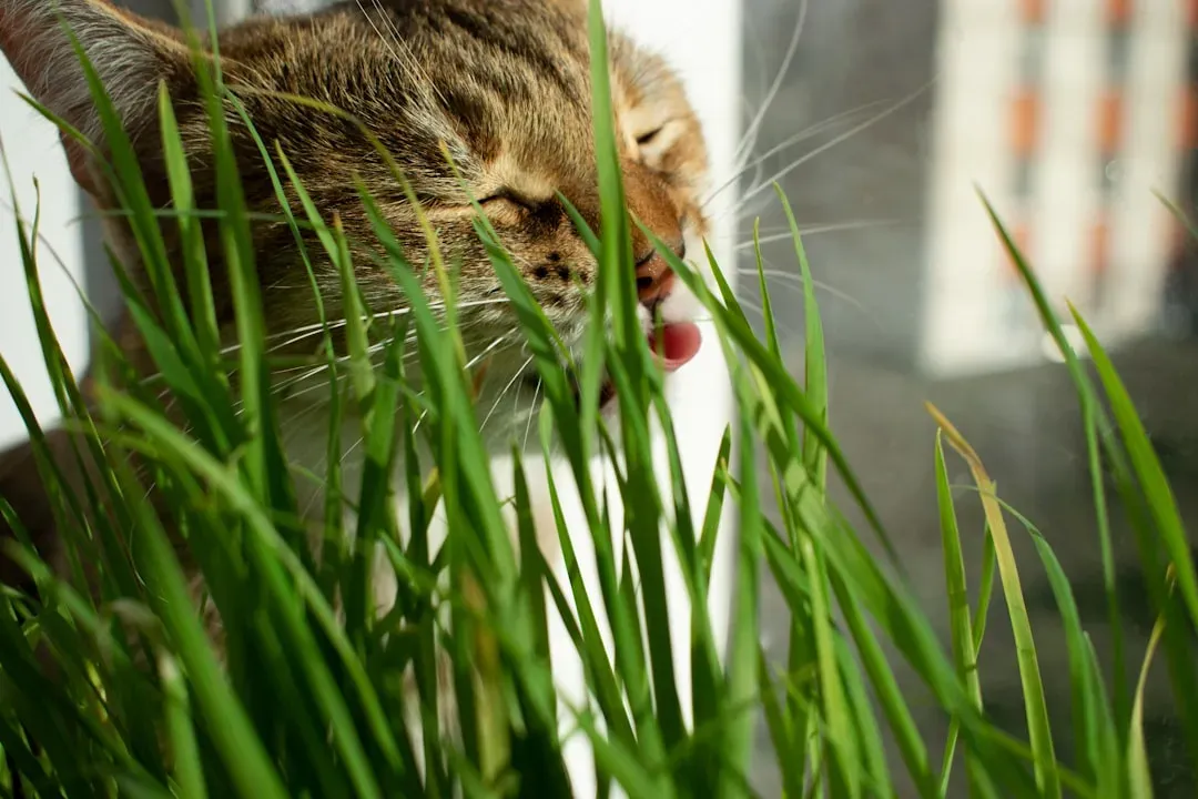 8. Cat Grass to Nibble and Explore (Image Credits: Unsplash)