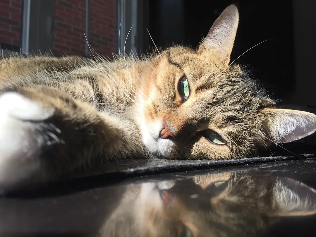 Sunlight Seeking Reveals a Comfort-Driven Personality (Image Credits: Unsplash)