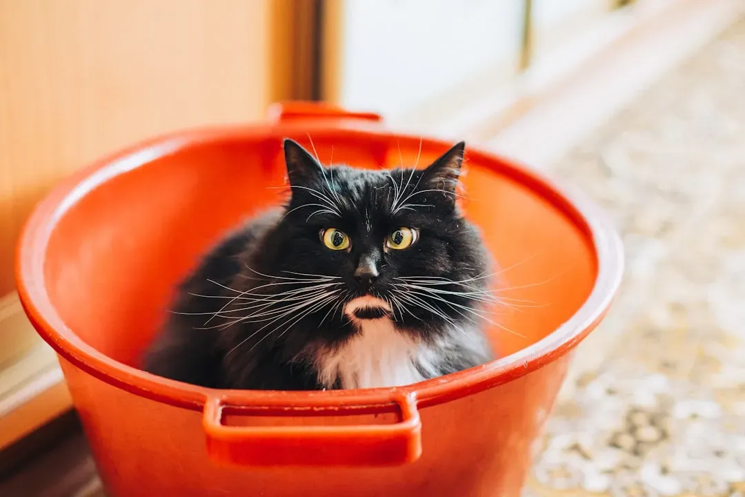 #6 - The Deliberate Litter Box "Last Call" (Image Credits: Unsplash)