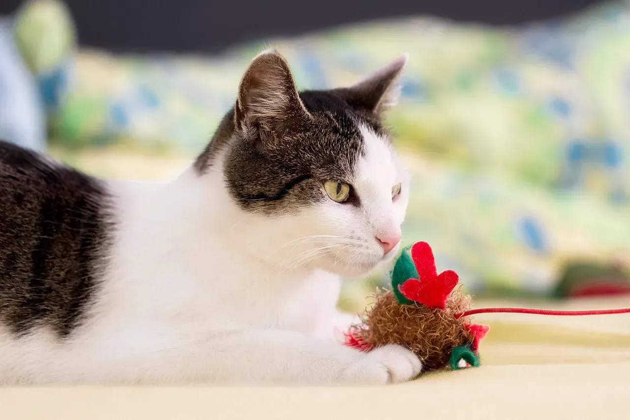 Shy Cats Versus Bold Cats: What Toy Choice Signals About Personality (Image Credits: Pixabay)