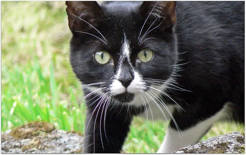 Previous Experiences Shape Current Reactions (Image Credits: Flickr)