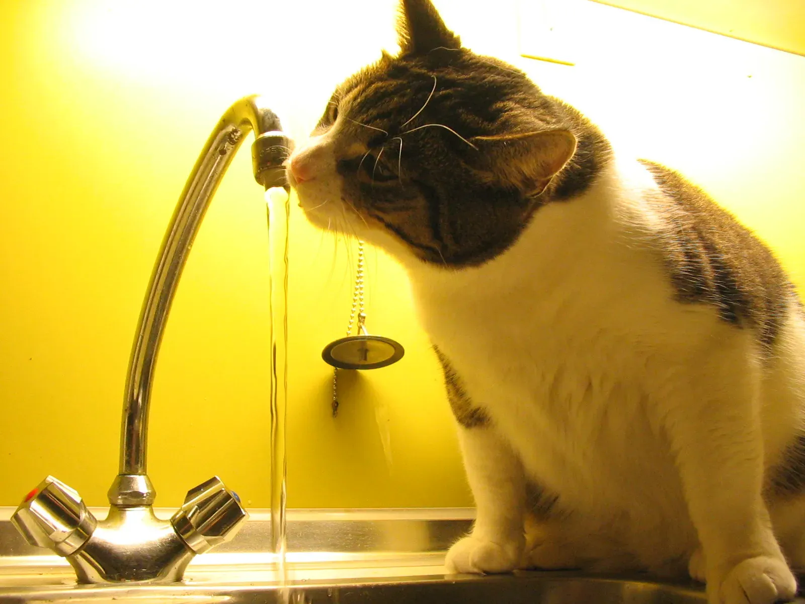 Conclusion: Your Cat's Tap Habit Is Smarter Than It Looks (Photograph by Tomasz Sienicki (Own work), CC BY 3.0)