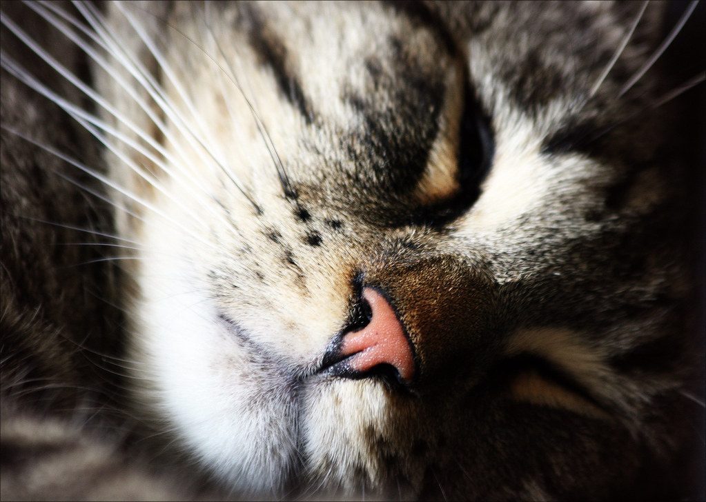 The Catnip Connection (Image Credits: Flickr)