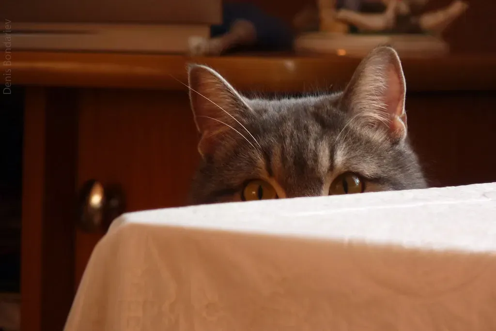 They're Highly Sensitive to Environmental Changes (Image Credits: Flickr)