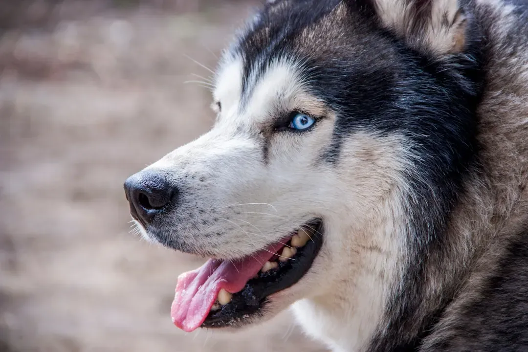 1. Siberian Husky (Image Credits: Unsplash)