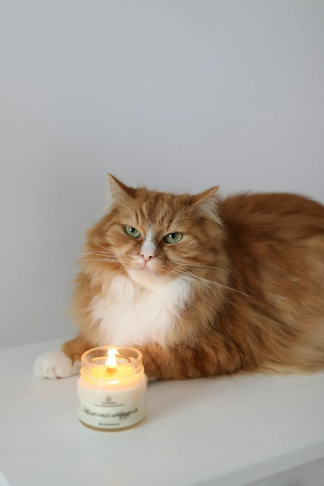 7. Overwhelming Strong Scents in Your Cat's Environment (Image Credits: Unsplash)