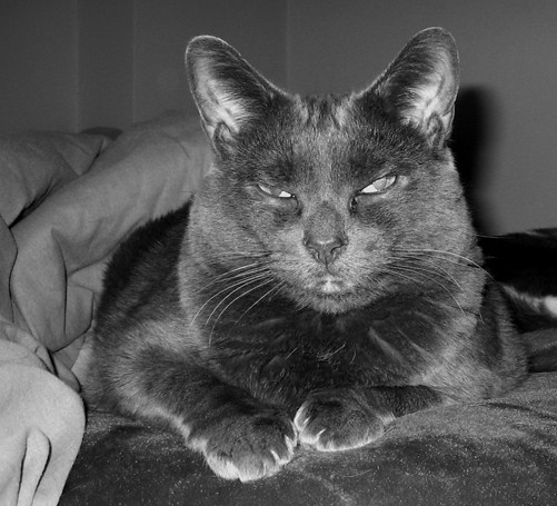 Chartreux (Image Credits: Flickr)