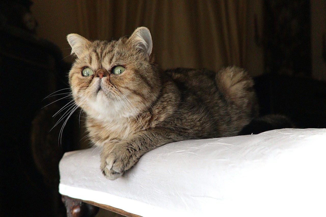 Exotic Shorthair: The Persian's Easier Cousin (Image Credits: Pixabay)