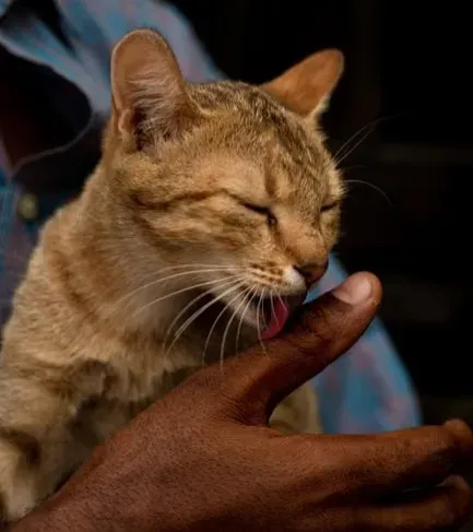 Your Cat May Be Marking You As “Their” Territory (Image Credits: Pexels)