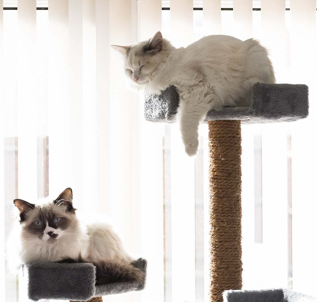 Creating the perfect indoor environment for your Ragdoll (Image Credits: Flickr)