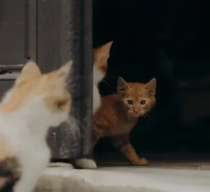 Multi-Cat Dynamics: Who Is Really on the Other Side? (Image Credits: Pexels)