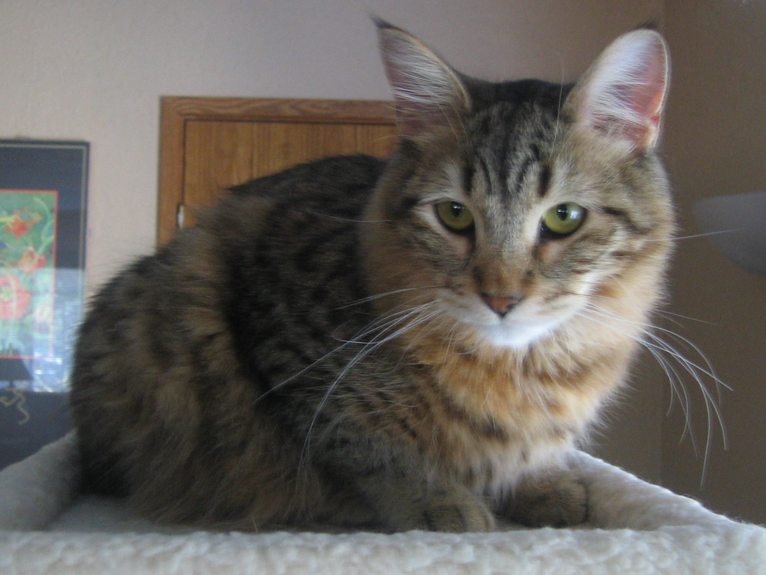 Pixie Bob: The Wild Cat Descendant (Image Credits: Wikimedia)