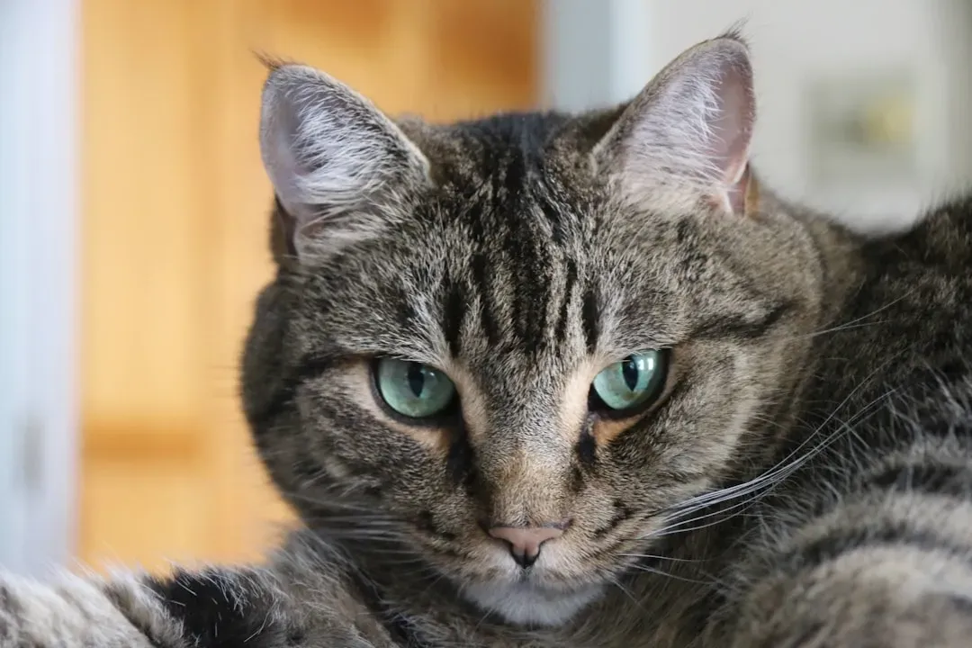 When the Stare Signals Something You Should Not Ignore (Image Credits: Unsplash)