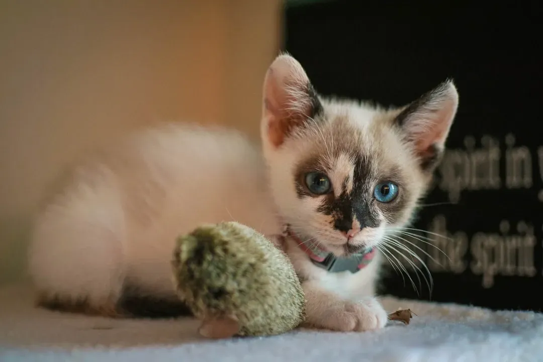 Your Cat Is Treating You Like Family (Image Credits: Unsplash)