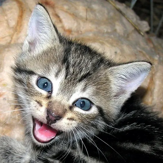 #3 - The Solicitation Purr (The "Baby Cry" Purr) (By Algėrds at Samogitian Wikipedia, CC BY-SA 3.0)