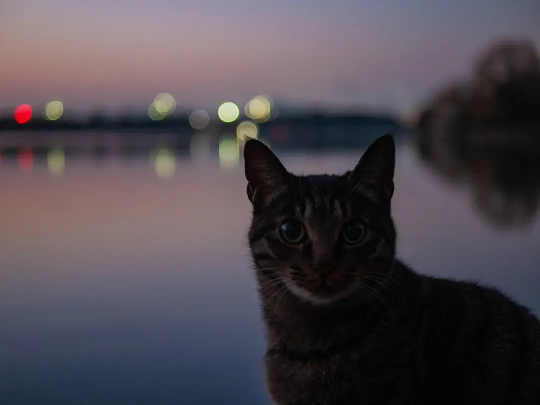Myth 4: Cats Are Nocturnal Party Animals (Image Credits: Unsplash)