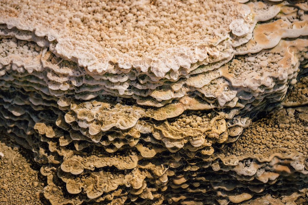 The Dawn of Terrestrial Giants (Image Credits: Unsplash)